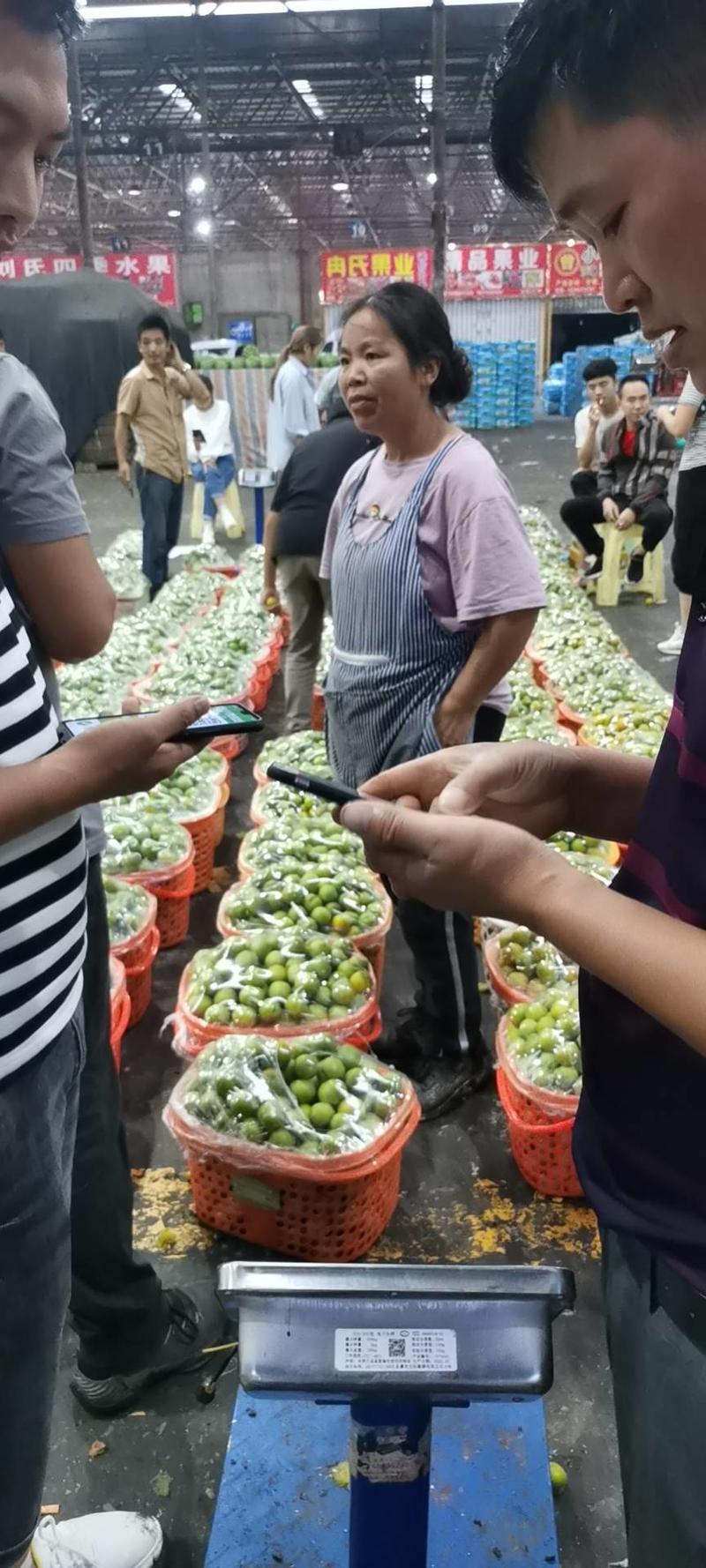 贵州镇宁六马蜂糖李大量供应口感纯甜，产地直发一手货源