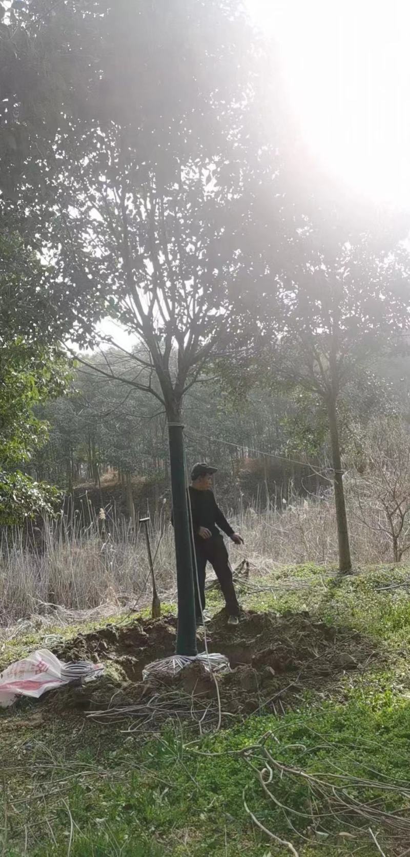 大叶女贞，苗好价格低，一手货源，需要的联系，欢迎下单