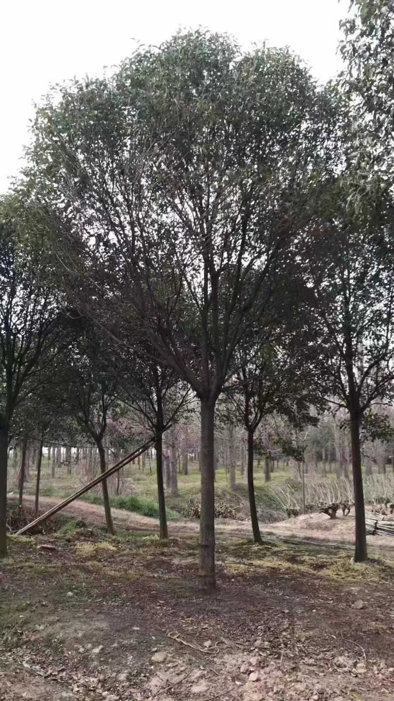 大叶女贞，苗好价格低，一手货源，需要的联系，欢迎下单