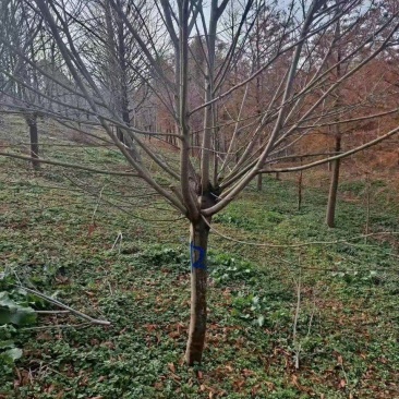樱花树大量供应江苏产地直发苗圃直供质量保证