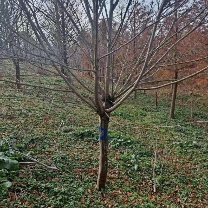 樱花树大量供应江苏产地直发苗圃直供质量保证