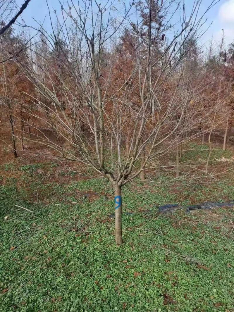 樱花树大量供应江苏产地直发苗圃直供质量保证
