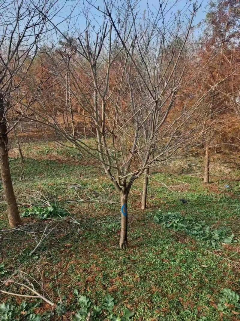 樱花树大量供应江苏产地直发苗圃直供质量保证