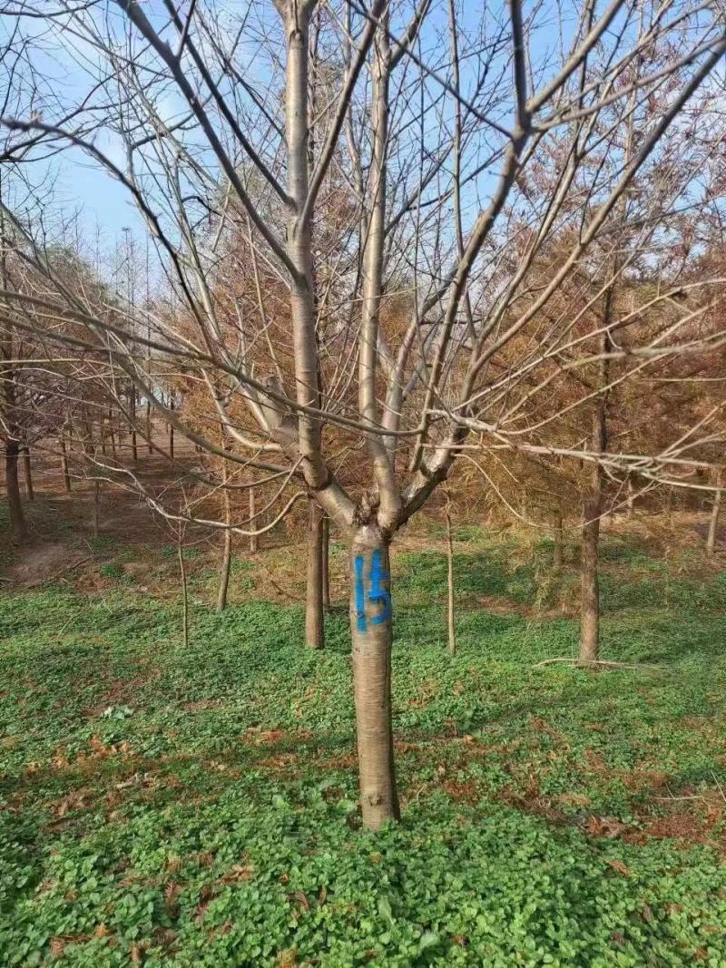 樱花树大量供应江苏产地直发苗圃直供质量保证