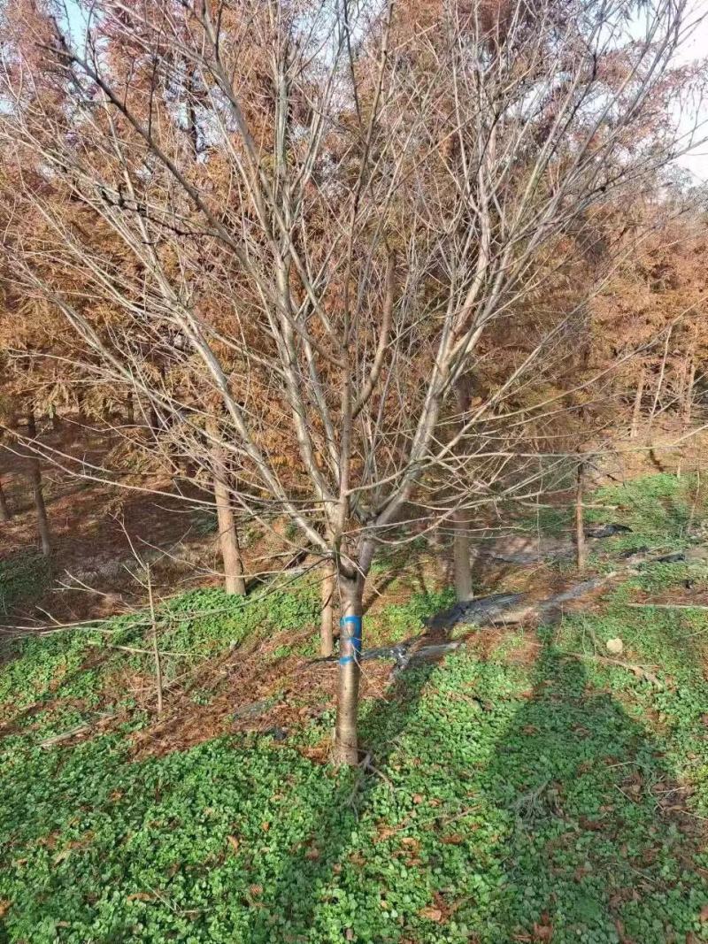 樱花树大量供应江苏产地直发苗圃直供质量保证