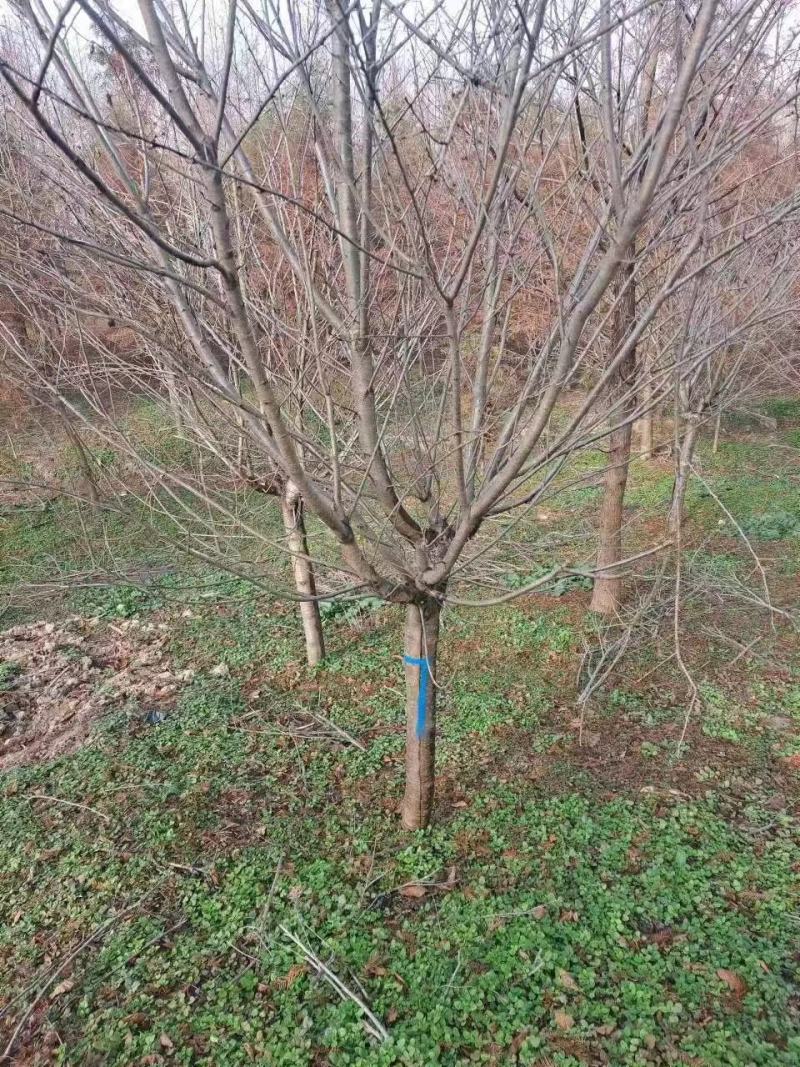 樱花树大量供应江苏产地直发苗圃直供质量保证
