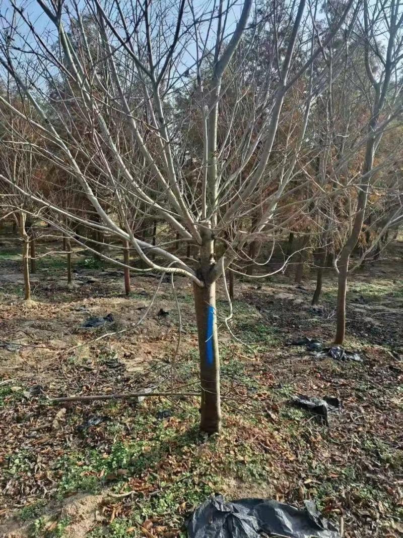 樱花树大量供应江苏产地直发苗圃直供质量保证