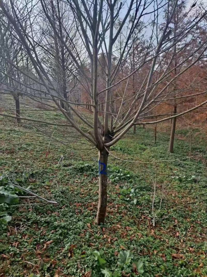 樱花树大量供应江苏产地直发苗圃直供质量保证