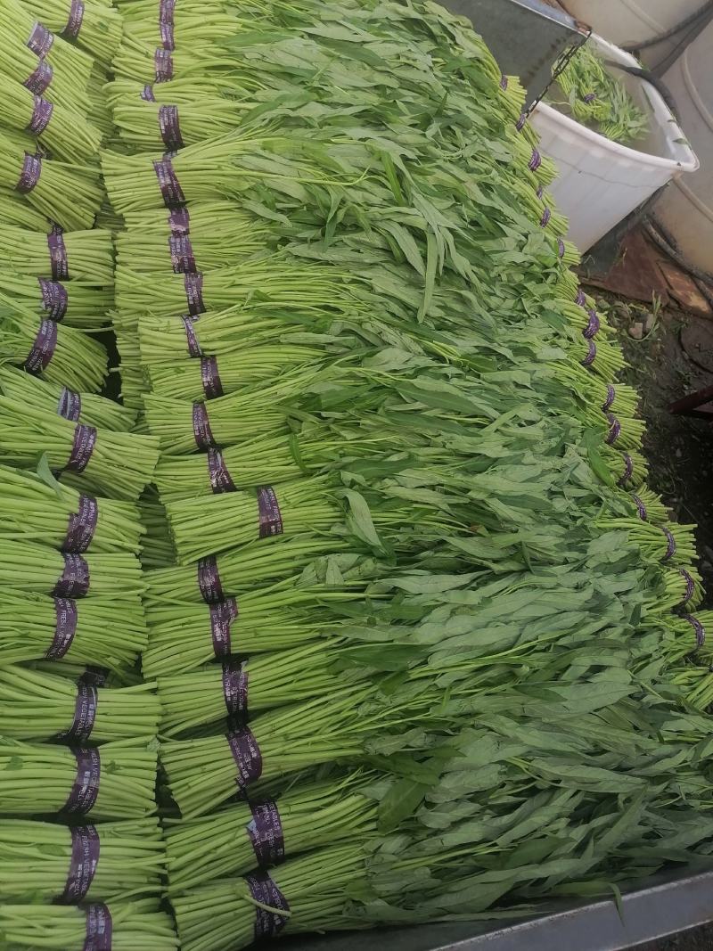 空心菜青海空心菜，产地直销，一手货源，欢迎各地老板采