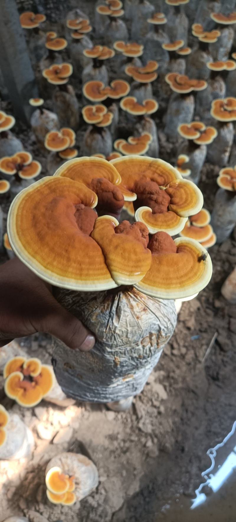 活体灵芝花金边灵芝发货，灵芝盆景可观赏可食用，