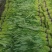 空心菜青海空心菜，产地直销，一手货源，欢迎各地老板采