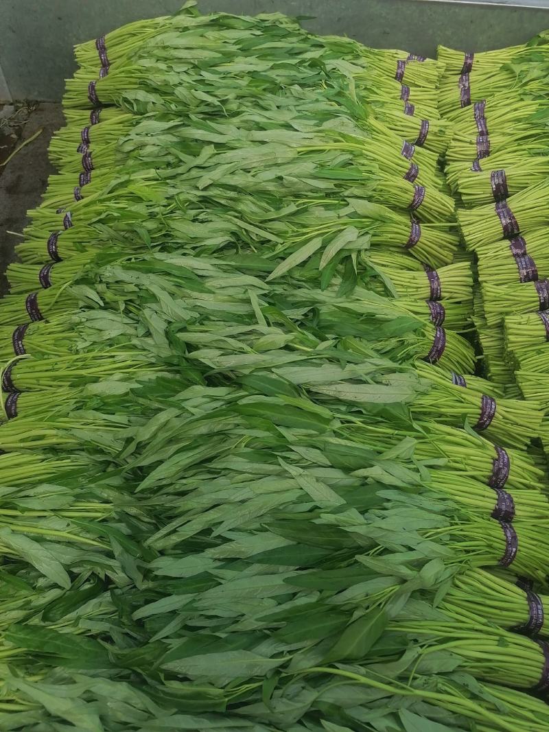 空心菜青海空心菜，产地直销，一手货源，欢迎各地老板采