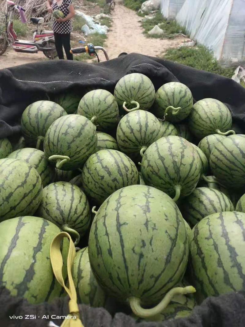 冰糖翠玉，蓝籽，2k等
