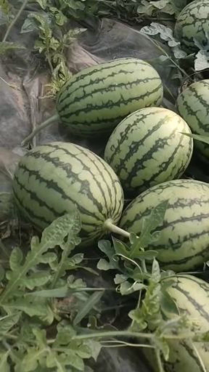 冰糖翠玉，蓝籽，2k等
