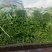 空心菜青海空心菜，产地直销，一手货源，欢迎各地老板采