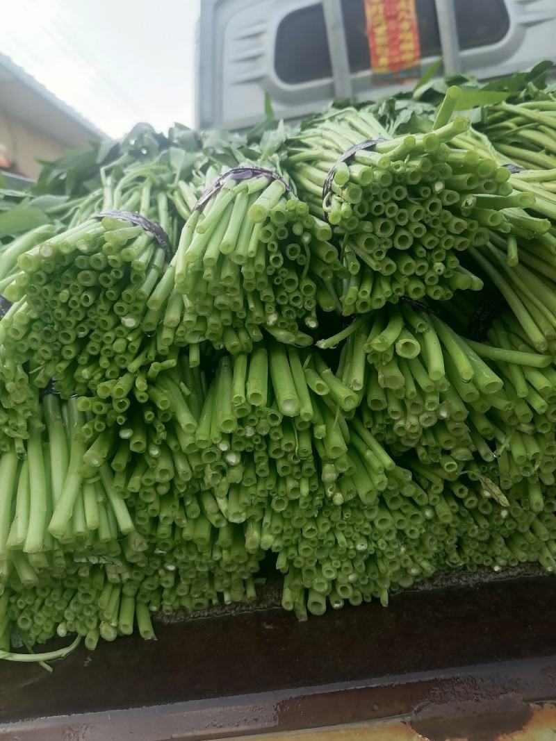 空心菜青海空心菜，产地直销，一手货源，欢迎各地老板采
