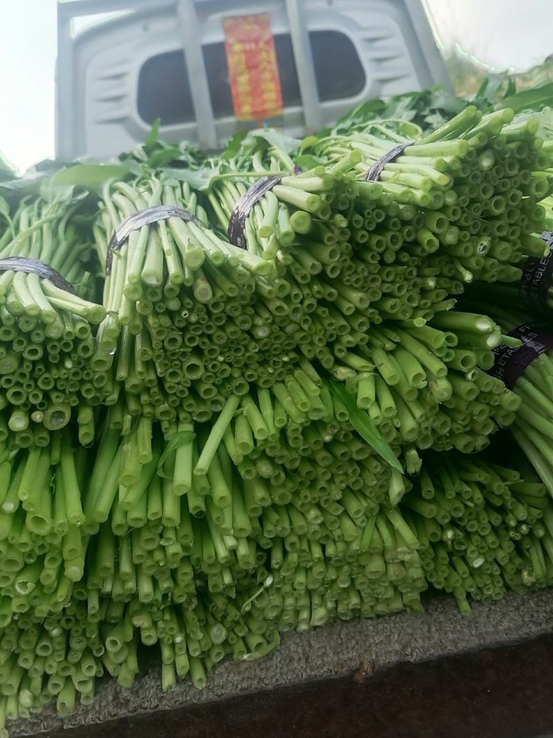 空心菜青海空心菜，产地直销，一手货源，欢迎各地老板采