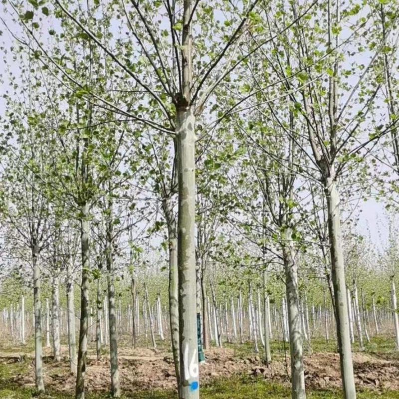法桐，树型优美，很便宜，需要的下单。来吧