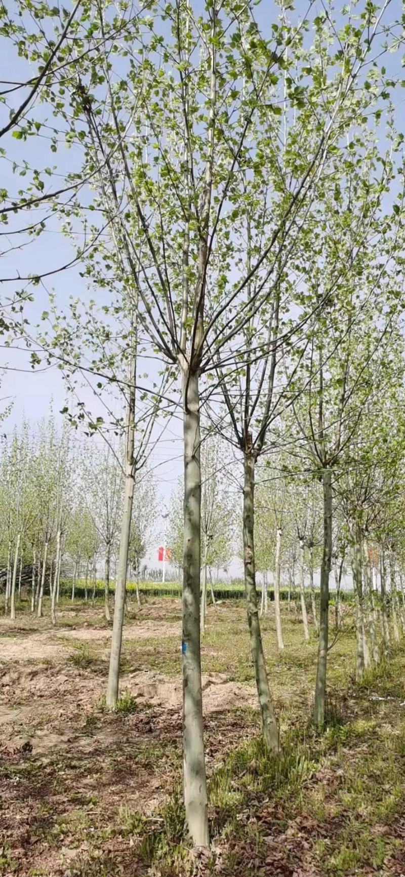 法桐，树型优美，很便宜，需要的下单。来吧