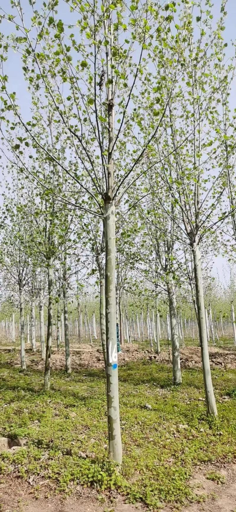 法桐，树型优美，很便宜，需要的下单。来吧