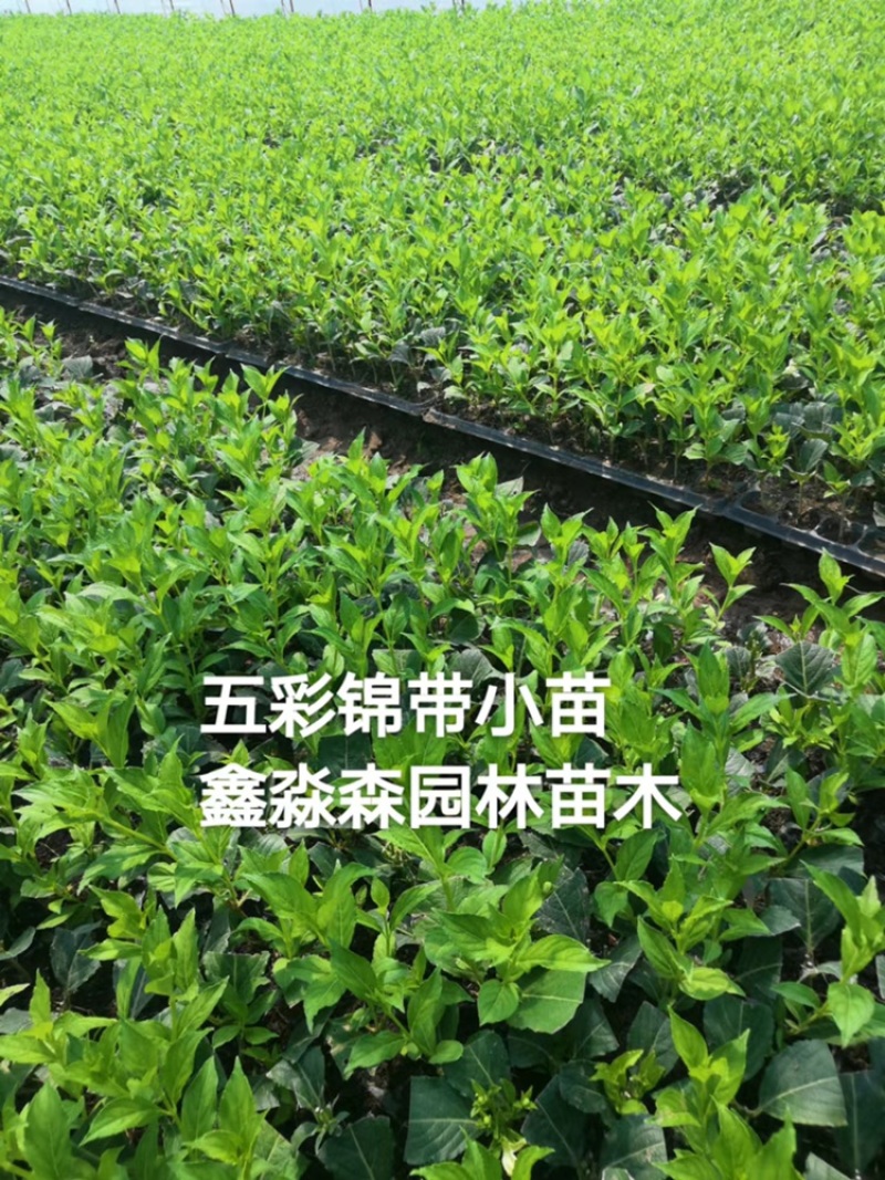 五彩锦带基地直供一手货源，大量供应保质保成活支持看货