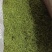湖南金银花青茶五彩花现货供应库存充足大货批发