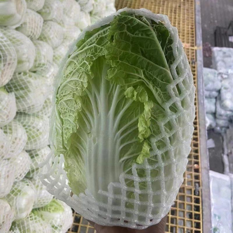 贵州大白菜，出口标准，可长期供应