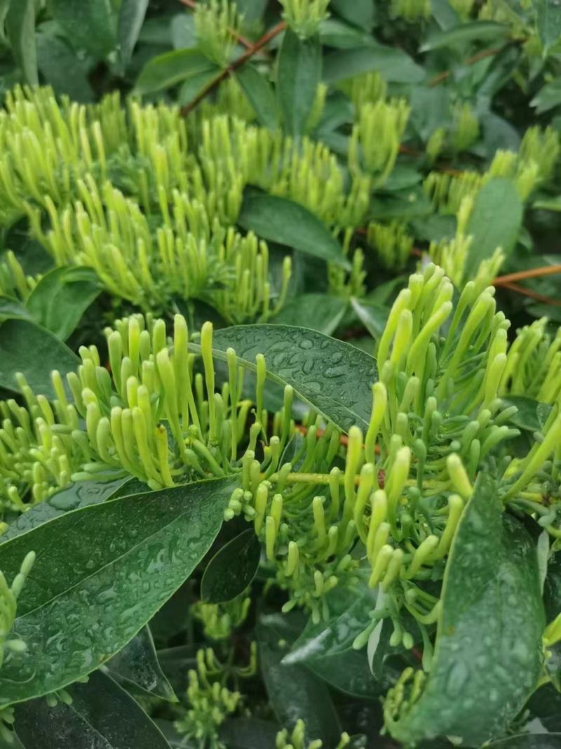 湖南金银花青茶五彩花现货供应库存充足大货批发