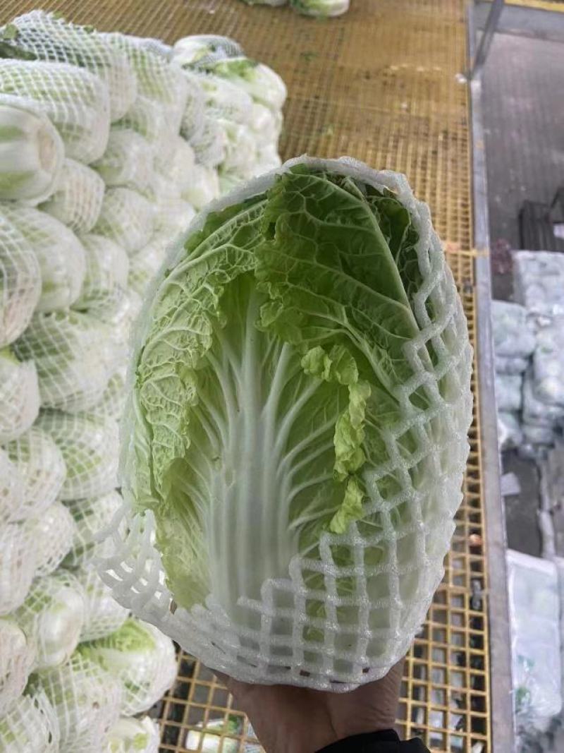 贵州大白菜，出口标准，可长期供应