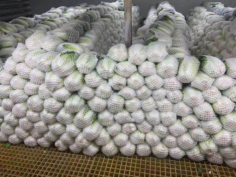 贵州大白菜，出口标准，可长期供应