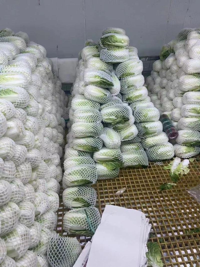 贵州大白菜，出口标准，可长期供应
