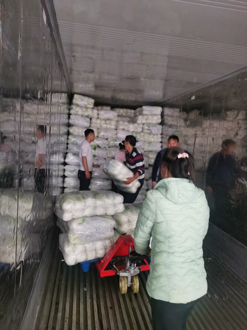 贵州大白菜，出口标准，可长期供应