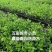 五彩锦带基地培育杯子育苗保成活大量供应产地直供