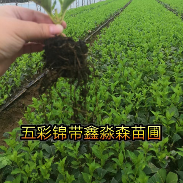 五彩锦带基地直供一手货源，大量供应保质保成活支持看货