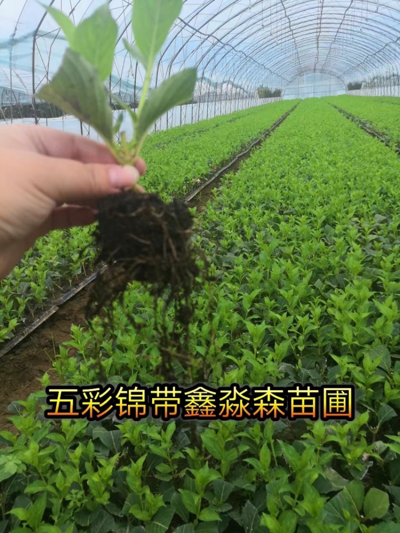 五彩锦带基地直供一手货源，大量供应保质保成活支持看货