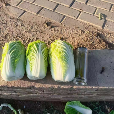 娃娃菜上市中