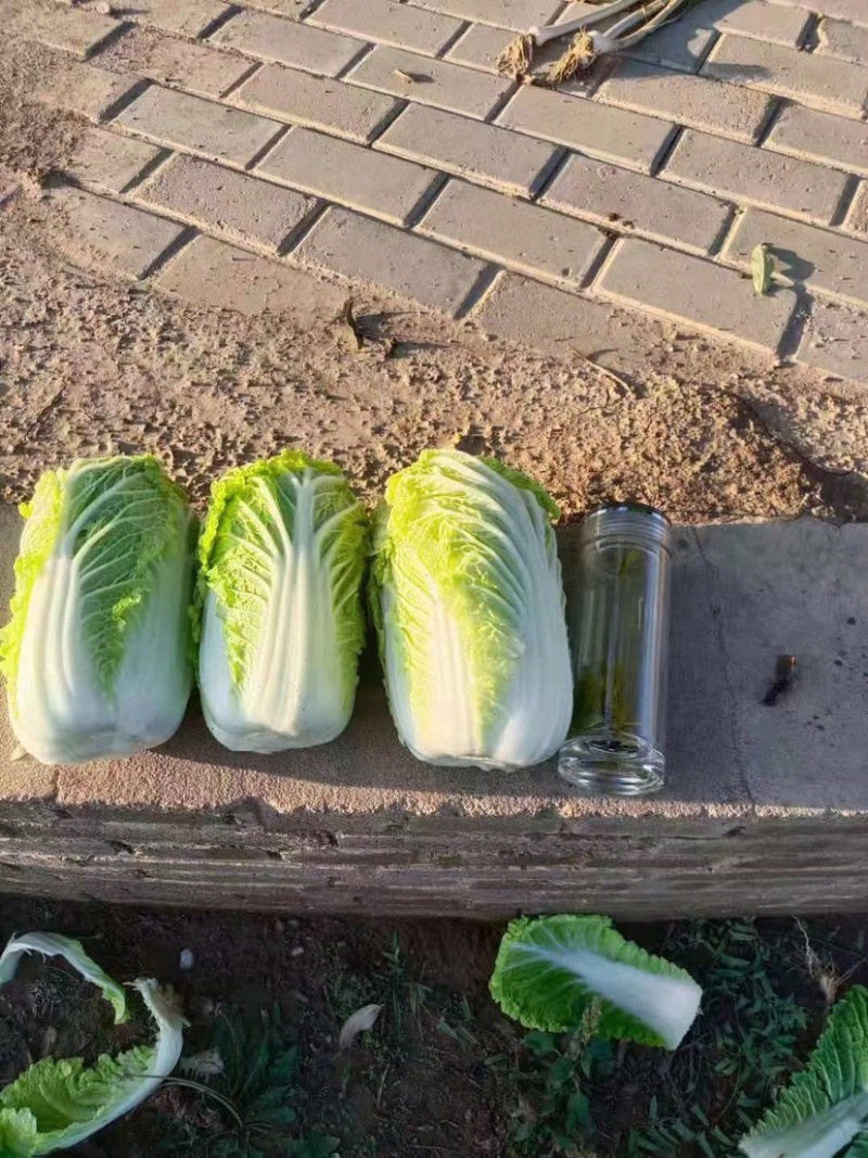 娃娃菜上市中