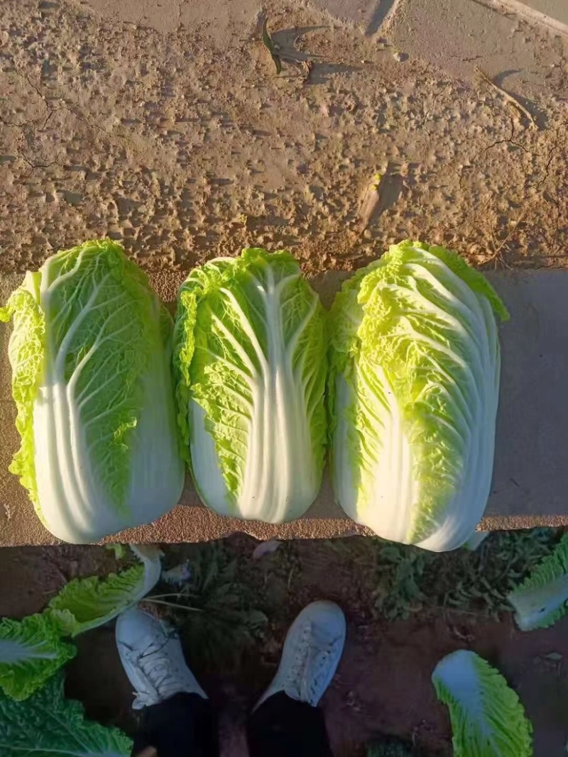 娃娃菜上市中