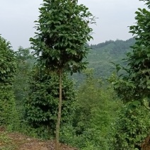 高分枝，米径以上