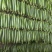 丝瓜