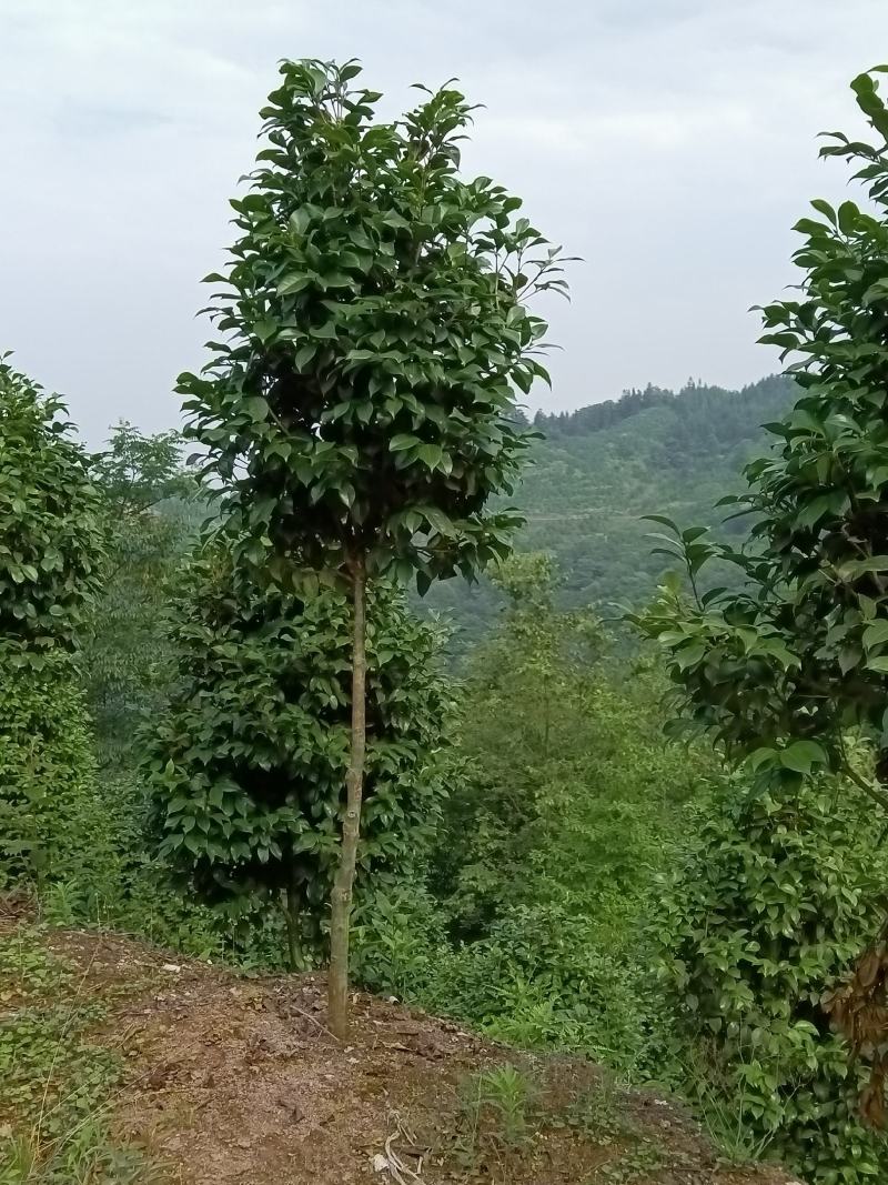 高分枝，米径以上