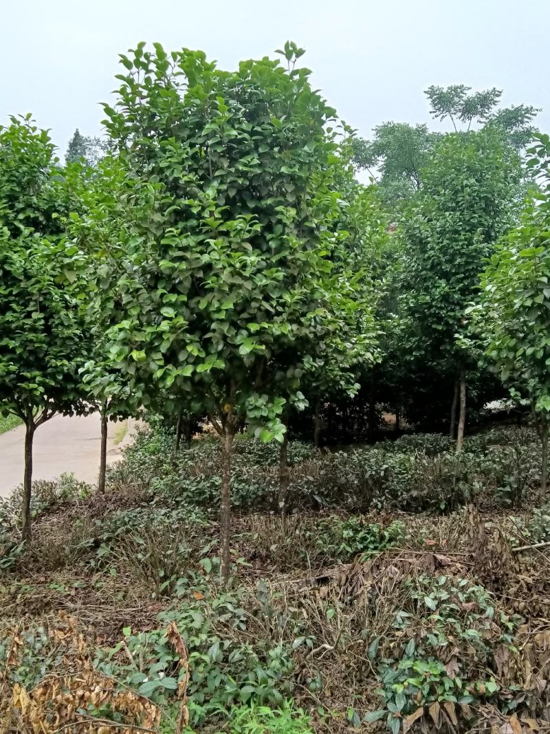 高分枝，米径以上