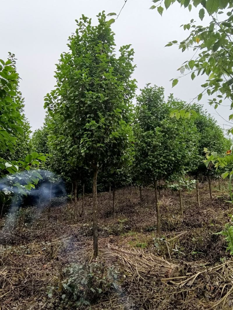 高分枝，米径以上