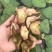 菱角米