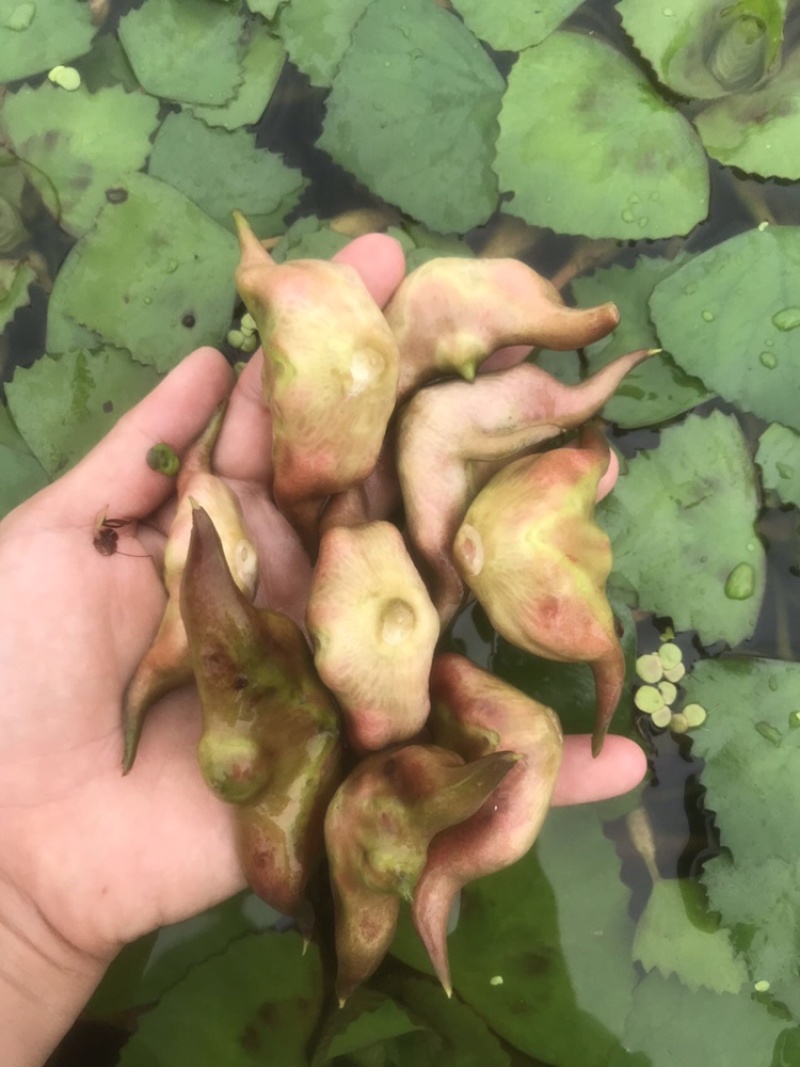 菱角米