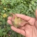 菱角米