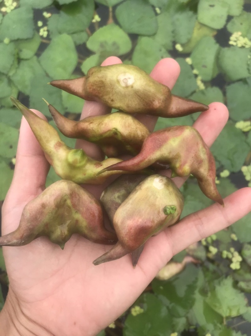 菱角米