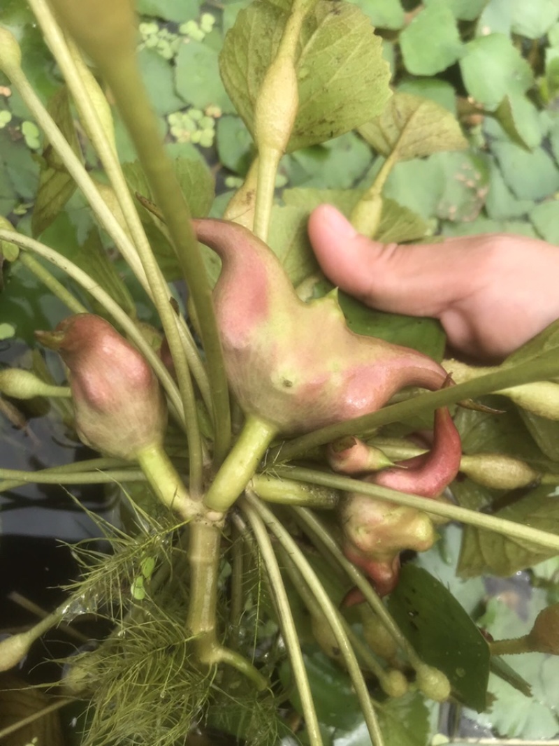 菱角米