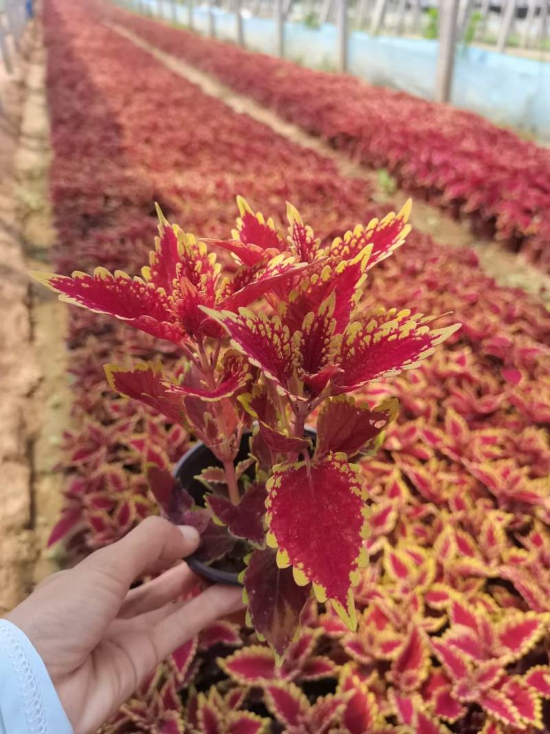 火焰彩叶草基地直发品质保证欢迎联系