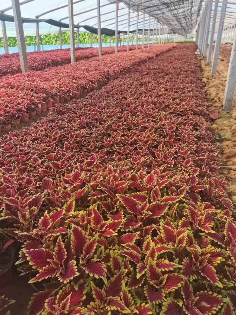 火焰彩叶草基地直发品质保证欢迎联系